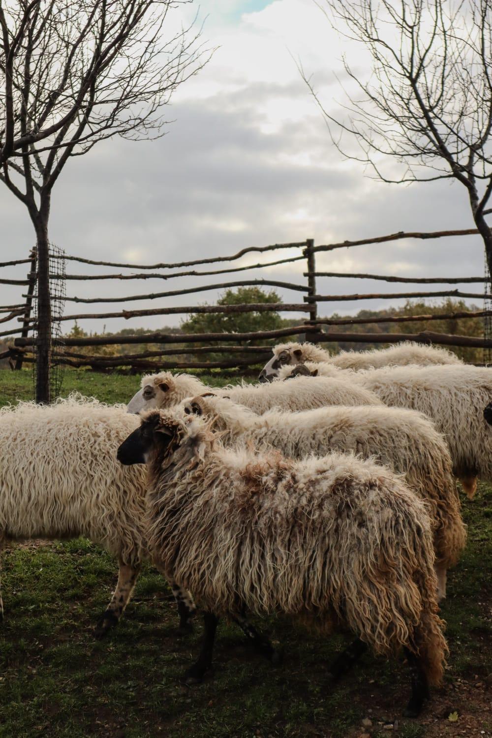 Chez Marthe, Organic Farm Stay Knin Eksteriør billede