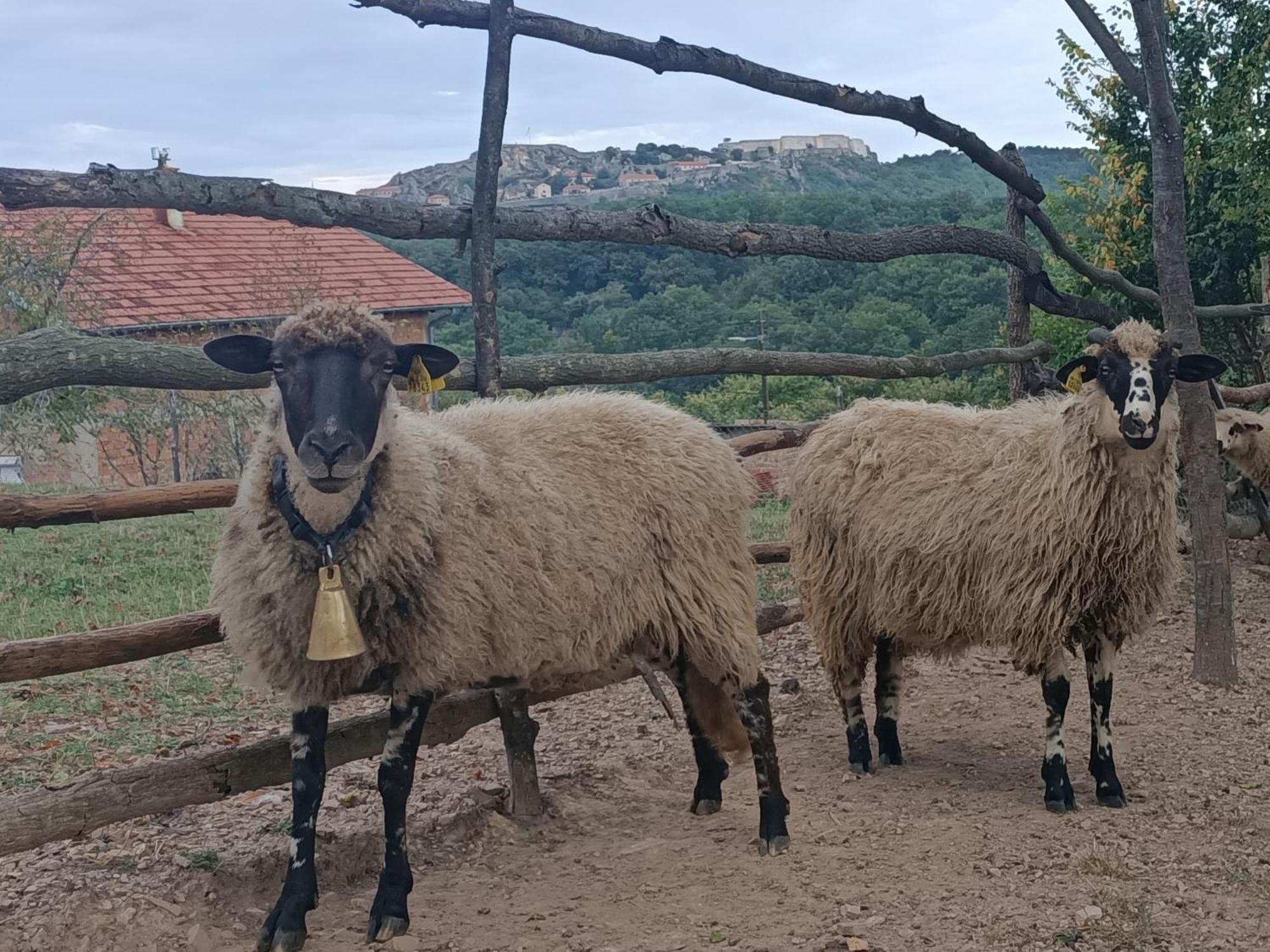 Chez Marthe, Organic Farm Stay Knin Eksteriør billede